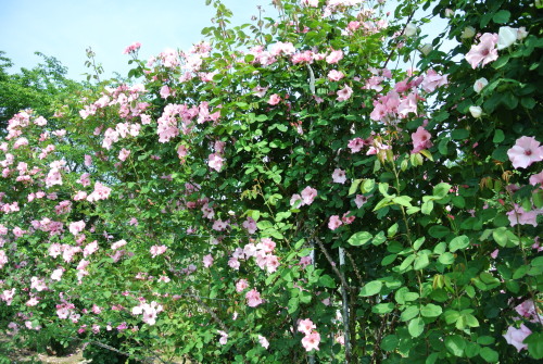 DSC_4366.JPG