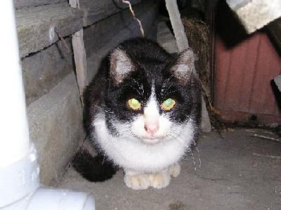 外猫