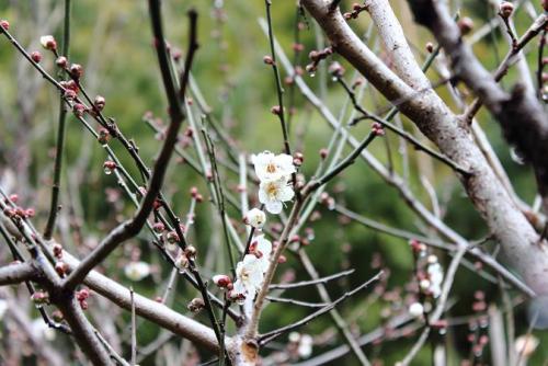 20160207 梅4.jpg