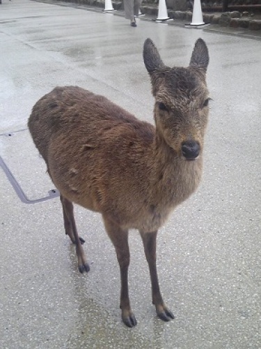 鹿２.jpg