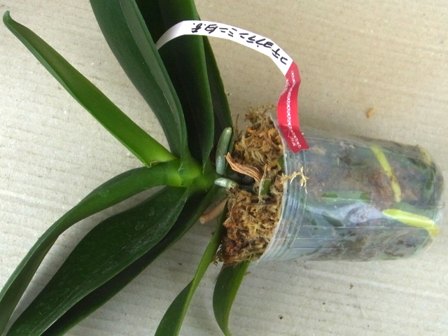 仲間入りした処分品の胡蝶蘭2株 植込み材料無しの洋蘭栽培 楽天ブログ
