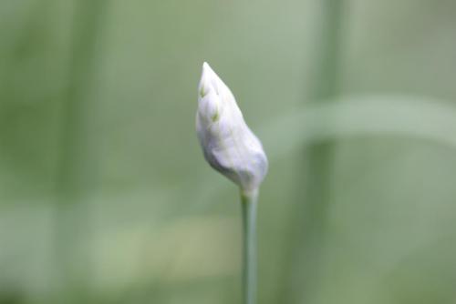 20160917 ニラ 4.jpg