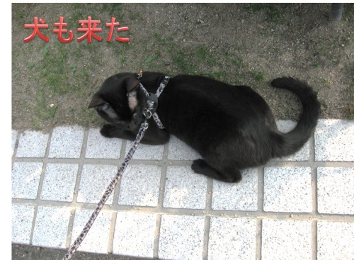 チャンプ9.jpg