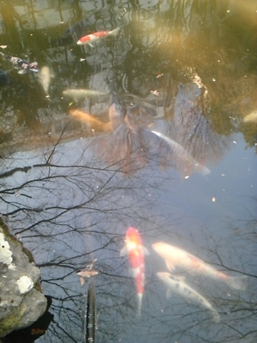 20140111_池田山公園_池の鯉.jpg