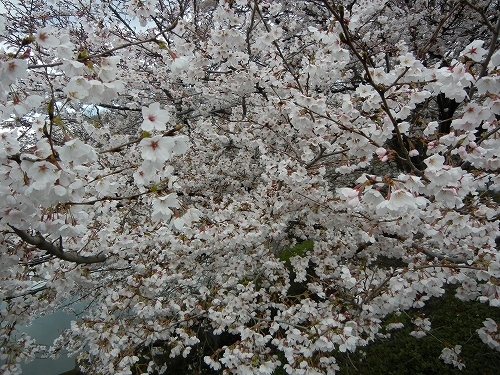 20140406桜.jpg