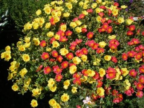 きれいなお花１.JPG