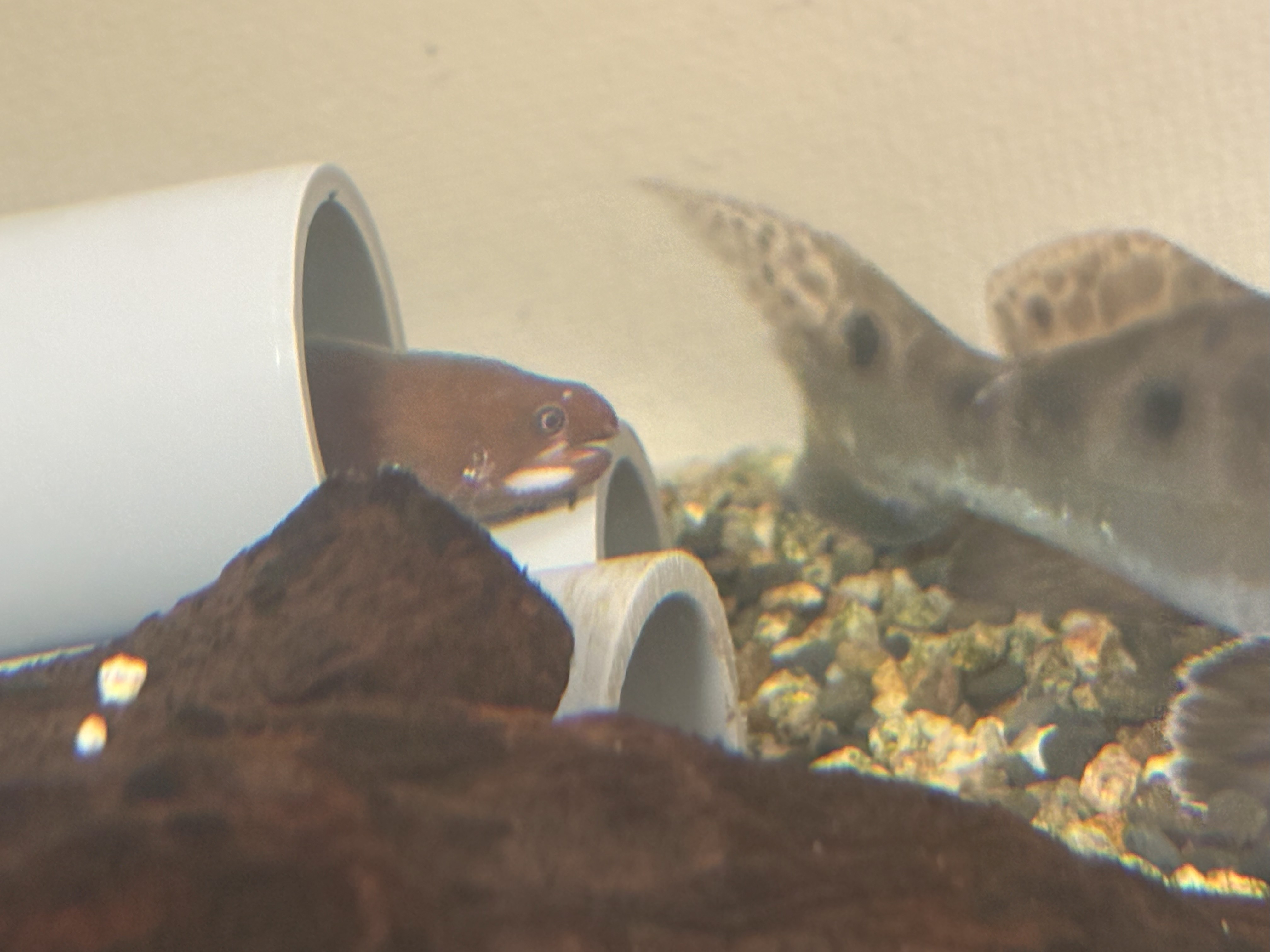 ナミダカワウツボ（Echidna rhodochilus） | フレッシュでブラキッシュ