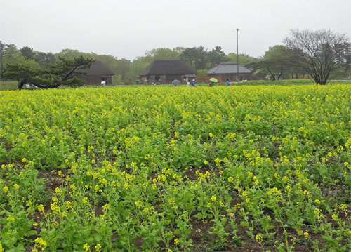ひたち海浜公園10.jpg