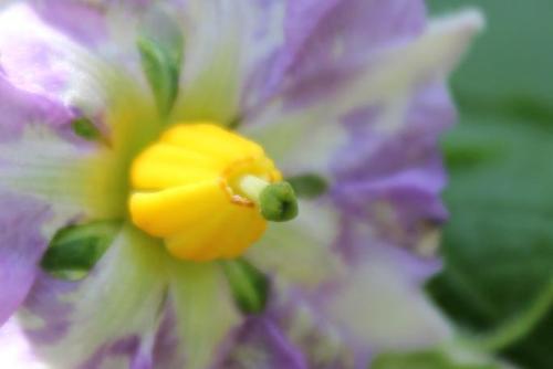 20150505 ジャガイモ.jpg