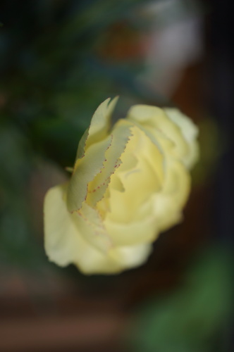 DSC03926.JPG