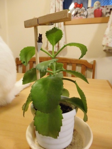 C:\fakepath\2014.1.21 003 - コピー.JPG