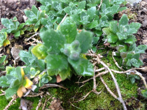201303111902_5091_iphone.jpg