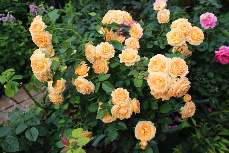 ラドルチェヴィータ バラと可愛い花たち 楽天ブログ