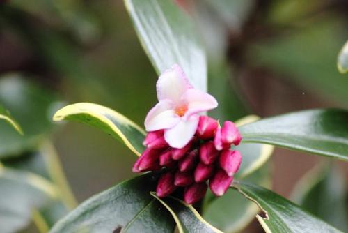 20160213 沈丁花2.jpg