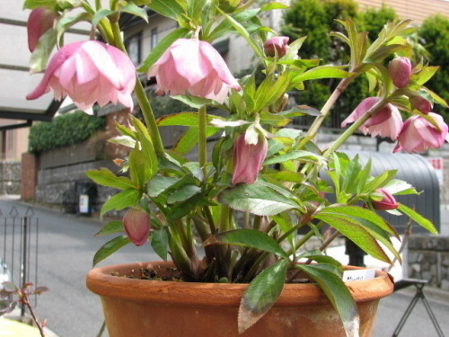 クリスマスローズ