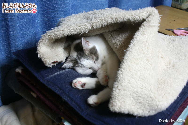 猫が寝ている姿 今日の猫事情