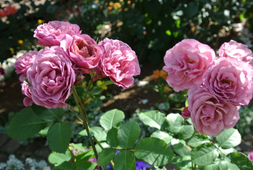 DSC_4345.JPG