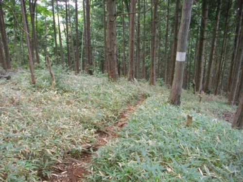 奥高尾縦走路臼杵山 (2).JPG