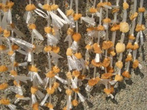 DSCN5374 (300x225).jpg