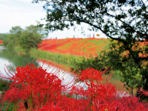 彼岸花6