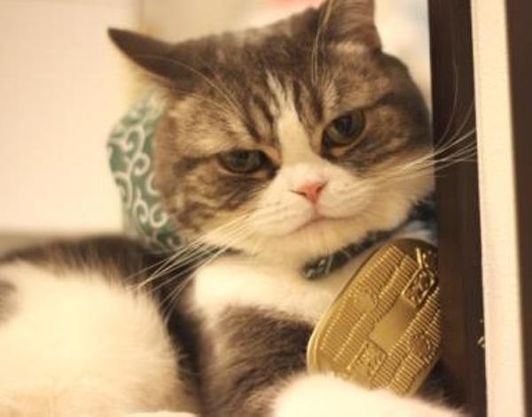 猫に小判 喜文治の 自分のあやし方 楽天ブログ