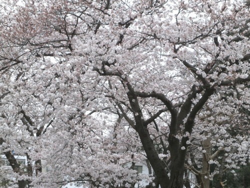 裁判所の桜.JPG