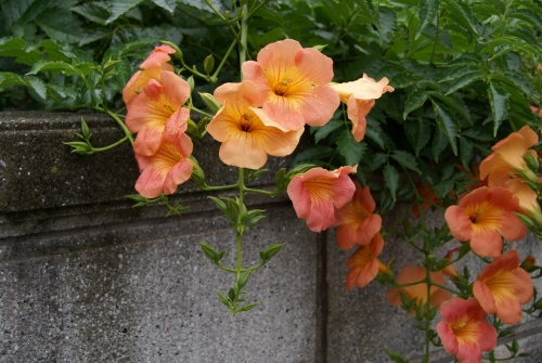 のうぜんかずら (1280x857).jpg