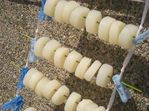 DSCN5378 (300x225).jpg