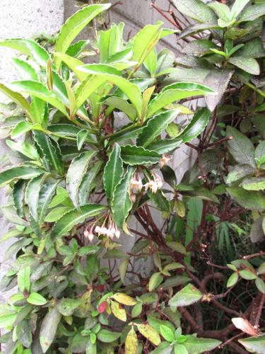 20140802 マンリョウ.jpg