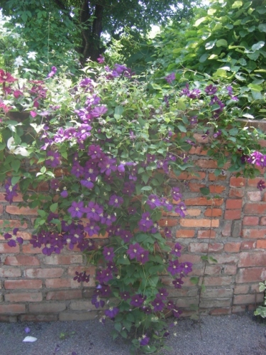 IMGP0049 (480x640).jpg