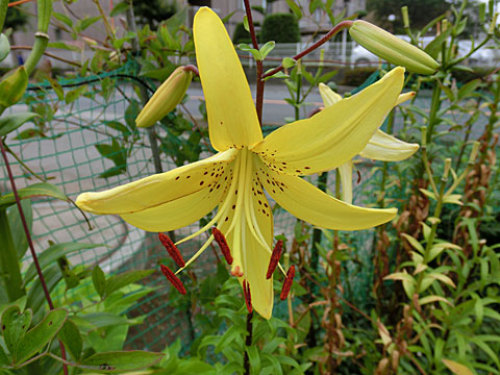 黄色い百合たち | Garden クリ肉 - 楽天ブログ