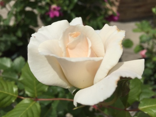 2016-05-05 12.30.40.jpg