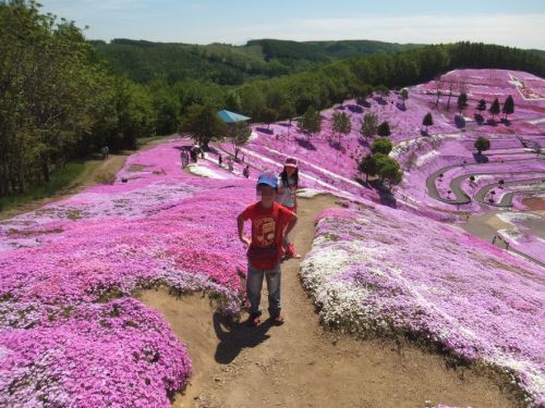 芝桜（２）.jpg