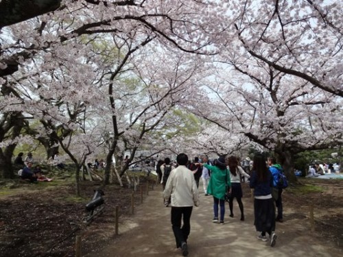 4.2016年 桜 福岡城 (16).JPG