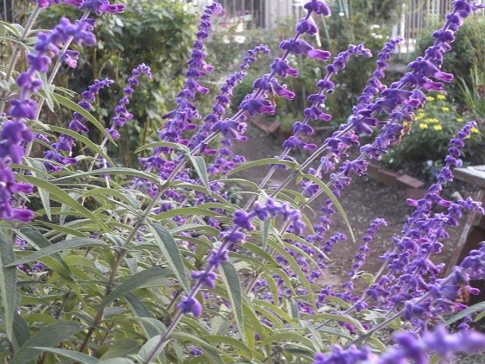 散歩道の花に癒される 花の小径 楽天ブログ