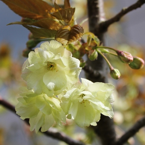 黄桜２.jpg