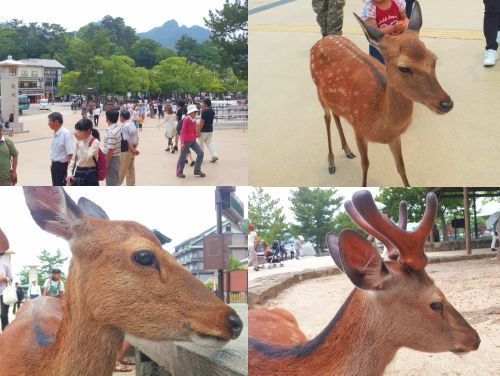 miyajima1_h240623_02.jpg