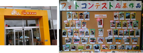 フォトコンテスト19夏 ペットstep薊野店 あずきちゃん 猫 のお散歩ブログ 楽天ブログ