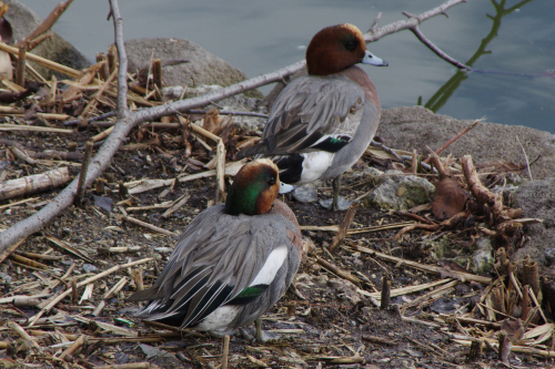 ヒドリガモ×アメリカヒドリ