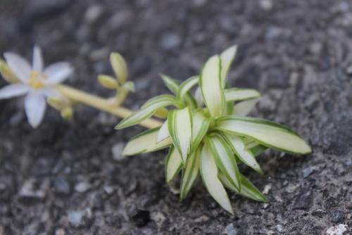 20150822 オリヅルラン3.jpg