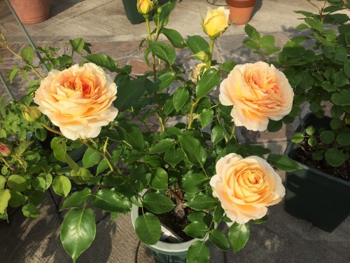 2016-05-02 16.37.55 - コピー.jpg