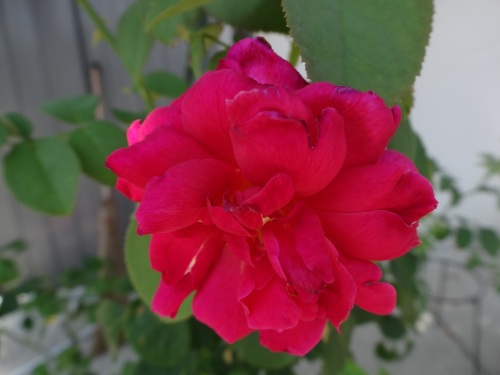 DSC00510.jpg