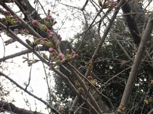 2012年　桜2