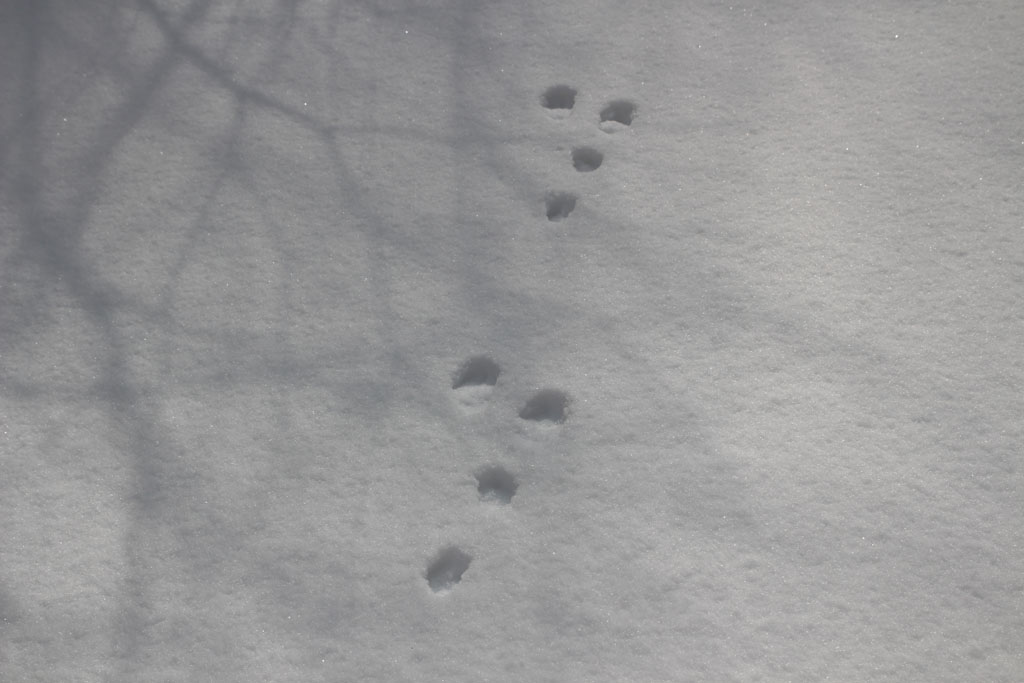 徳本峠・ウサギの足跡