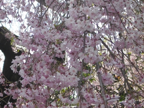 青梅街道青梅宿金剛寺枝垂桜 (2) (500x375).jpg