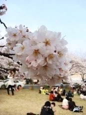 桜2(V.2013_05_12__10_58_14).jpg