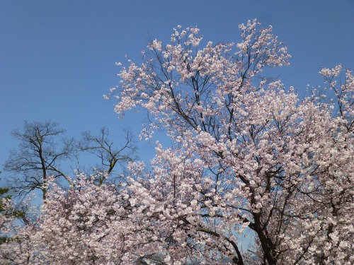 桜（舞鶴城公園）０１.jpg