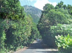 屋久島107.jpg