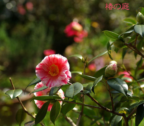 椿の庭.jpg