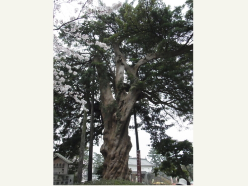 20130330小田原　08イヌマキ.jpg